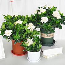 (with flower buds) Gardenia Flower Potted Saplings sapling Four Seasons Blossom Indoor Office Good Breeding Plant