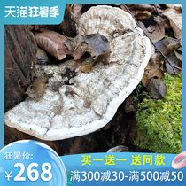 Senran Changbai Mountain wild flat cover ganoderma lucidum tree tongue Ganoderma lucidum Qingzhi Deep mountain whole branches Nyingchi can be sliced to soak wine and make soup