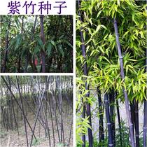 Bamboo Seeds Moso Bamboo Tree Seeds Purple Bamboo Purple Bamboo Seeds