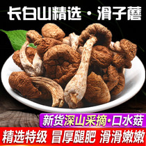 Northeast specialty Slippery mushroom Slippery mushroom dry chicken stewed mushroom Small yellow mushroom Shiitake mushrooms 250g