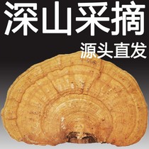 (Tmall Baozheng) Mountain wild tree tongue flat cover flat wood Ganoderma lucidum Changbai Mountain deep mountain green fruit