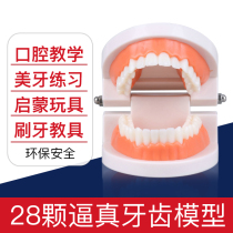 Tooth Model Kindergarten Oral Teaching Early-Taught Toothbrushing Molds Young Children Child False Teeth Imitation big Toys