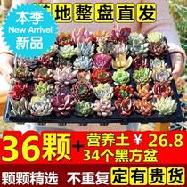 Fragrant fleshy peach egg jade dew Ruby chlorophyll Good 88 cultivation removal gardening giant flame whole pot planting Buddha