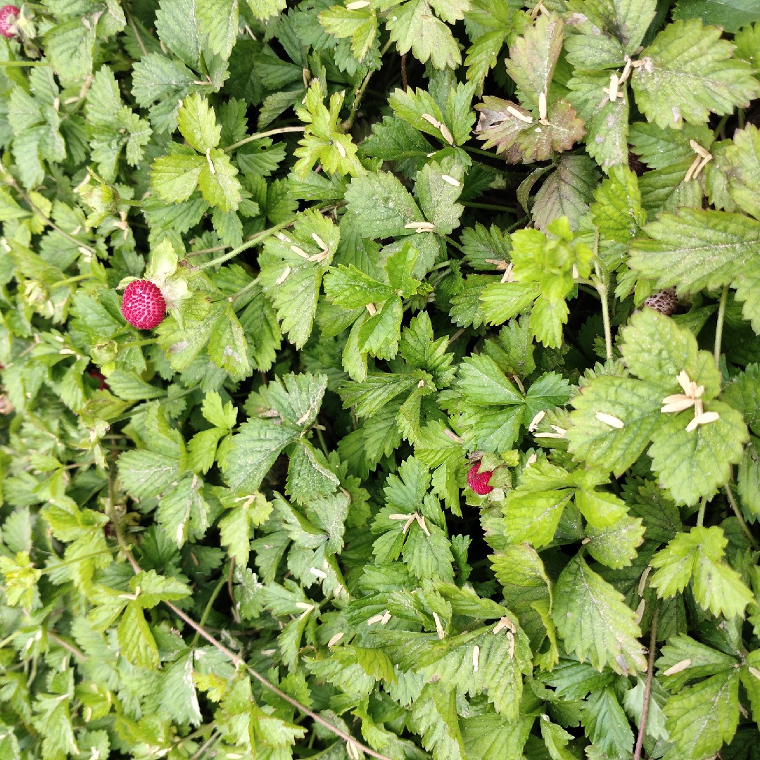 Pure natural fresh Snake Berry monk Head Slope Snake Grass Wild Strawberry Chinese Herbal Medicine Dragon Puke 500 gr raspberry