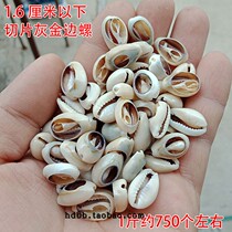 Natural conch shells Phnom-rimmed shellfish sliced gray gold-edged snail clothes accessories DIY material quantity contact