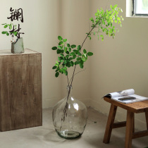 Big belly transparent glass vase Japanese Bell horse drunken wood plant water home hydroponic European vase large