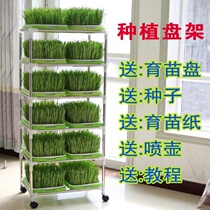 Wheat Seedling Cultivation Pan Bean Sprout Vegetable Seedling Pan Tray Tray Shelf Bud Fry wheat Miao planting pan bean seedling basin wheat seed