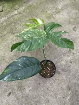 Kirin tail brocade 12cm basin baby is real