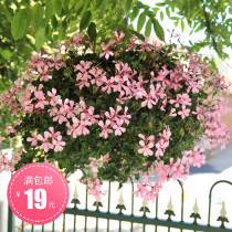 Imported hanging geranium seeds Four Seasons sowing spring seeds indoor balcony potted flower seeds