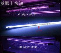 KS red Golden Dragon special diving water lamp tube water Family Red Coral Blue 24k golden dragon fish