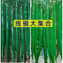 Line pepper seeds long pepper seeds high yield disease resistance spicy spring sown Four Seasons vegetable seeds