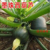 Shengfeng ink beads zucchini seeds potted plants ornamental edible spring and autumn sown vegetable seeds