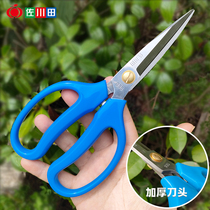 Sagawa Tian 935 stainless steel flower cutting and flower pruning Home multifunctional kitchen cutting garden pruning scissors