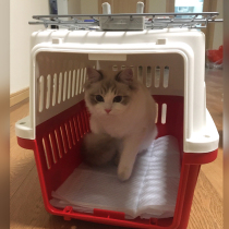 iris Alice cat dog pet air box air dog delivery box Alice cat cat carrying case cage