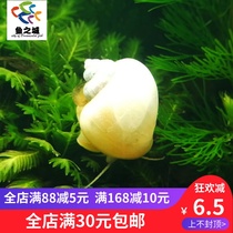 Ornamental snails Ornamental snails Living white jade snails Living white jade snails Living large viewing snails Moss removal Fushou snails Algae removal Snails