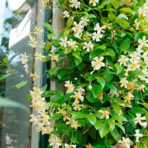 Windmill Jasmine potted seedlings 1 gallon 2 gallons