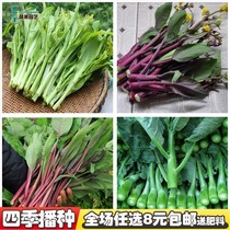 Four seasons sow easy seed kale red cabbage heart laver bolted red oil cabbage core seed Purple song high yield red cabbage moss seed vegetable seeds