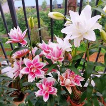 Imported double perfume lily flower seed ball with Bud Four Seasons flowering indoor courtyard good potted perennial flower