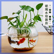 Desktop glass small fish cylinder utensil pendulum pieces office round transparent hydropony-water raising plant vases green flower pots