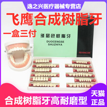 Dental material multi-layer color synthetic resin dental department oral Flying Eagle plastic steel tooth full denture plastic steel tooth