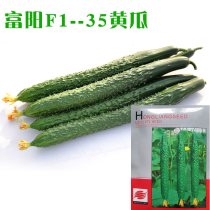 Fuyang 35 cucumber seeds short-cut cucumber seed seeds resistant to high yield spring and autumn Four Seasons greenhouse early spring greenhouse