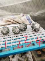 Miracle pocket seedlings seedlings with parents in this drawing