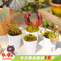 Carnivorous plant set combination potted Cordyceps Venus flytrap
