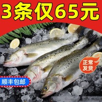 3 Strips of Qingdao Bass Fish Fresh Deep Sea Bass Fish Rush Frozen Seafood Aqua Marine Fish Whole Shunfeng