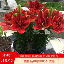  Qiao Qiao Flower House Asian lily bulb dwarf fragrance-free series of multiple varieties 3 capsules Pre-sale delivery in September