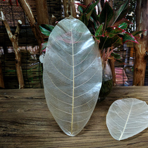 True leaf painting type sunny Banyan Tree vein new painting paper material oil painting acrylic painting watercolor Chinese painting calligraphy