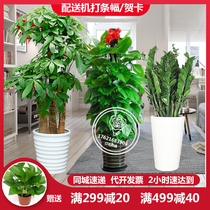 Ningbo fortune tree large green plant potted living room office opening housewarming plant bonsai gift city express