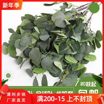 Simulation green planting money leaf Apple leaf wedding eucalyptus grass home flower arrangement leaf dry flower leaf shopping mall decoration flower