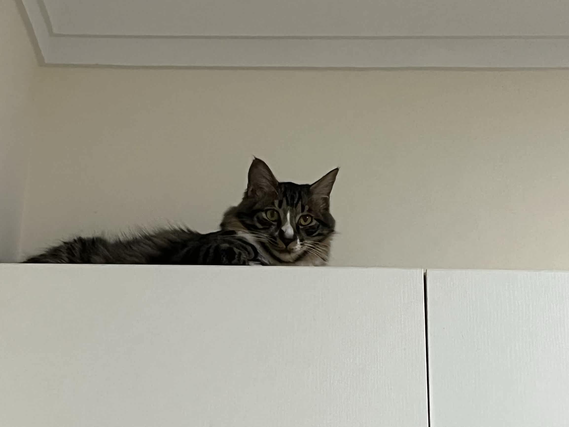 综合吐槽姿美堂酵素的副与危害性猫砂优缺点如何?看一看?少上当