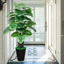 Simulation Green Planting Living Room Swing Piece Fake Flower Indoor Drip Guanyin Fake Plant Potted Plant Furnishing Plastic Tortoise Back Simulation Flowers