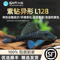 Fish era] L128 Purple Drilling Profiled Fish Wild South American Special Fish Grass Cylinder Living Freshwater Tropical Fish Ornamental Fish