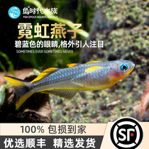 Fish era] neon swallows import tropical ornamental fish cylinder grass vat upper floor lamp fish group tours the groom guan living