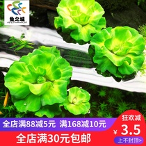 Fish city water grass water hibiscus duckweed water grass Water hibiscus water grass fish tank ornamental water grass Hibiscus grass water grass live