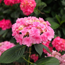 Heidis Garden Palace New Large Flower Hydrangea Outdoor Balcony Courtyard Terrace Floral Potted Plants