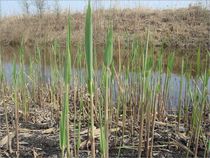 Aquatic plants Flowers Ponds Green plants Reed seedlings Beautify the environment Purify water quality Reed leaves Reed roots