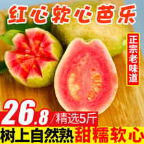 Pure fragrant fruit Guangdong soft guava red heart guava fruit 5kg fresh pomegranate soft waxy balk 10