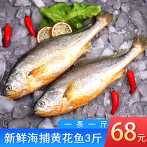 Yellow croaker fresh deep sea sea fishing big yellow croaker 3 fresh frozen fresh yellow croaker seafood fresh aquatic products