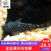 Scavenger scavenger living camouflage beard living scavenger alien scavenger tropical fish living scavenger