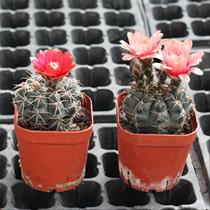 Feihua Jade flowering cactus ball cactus multi-meat green plants desktop radiation protection flower potted annoyance