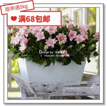 Flower edge Pickles imported flower seeds * Japanese SAKATA * Platycodon grandiflorum * Five-Star Series 5 grains