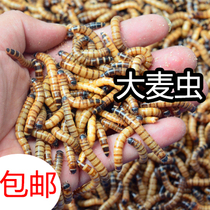 Green confusion bread worm live worm Large thrush bird feed live worm Native barley worm Arowana feed Fresh yellow mealworm Dry