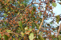 Sale of a new quarry tree seed Du pear seed Du pear tree tang pear pear pear pear pear wild pear seed seed