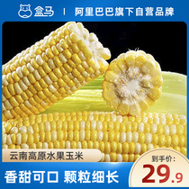 Boxma Yunnan Plateau Sweet Corn 8 Single Fruit 250g Tender Corn Sweet Crisp Burst Fresh Corn Cob Seasonal Vegetables