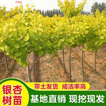 Saplings White Fruits Live Fry Patio Ground Area Green Fry Wood Walking Trail Trees Small Fry Square Planting