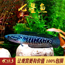 Seven-star fish pearl thunder dragon fish moon snakehead mountain grouper mountain flower fish dot scale fish pure freshwater ornamental fish cold water live fish