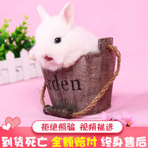 Rabbit living dwarf rabbit pet small white rabbit Dutch rabbit living Mini small long tea cup rabbit small animal